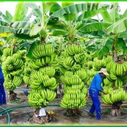 Banana from Ground to Shelf