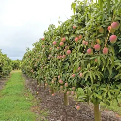 From Ground to Shelf